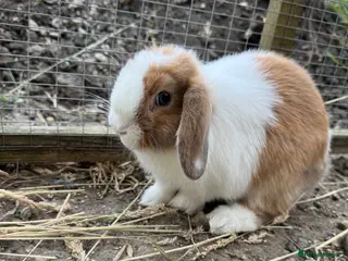 Mini Lop rabbits READY NOW LAST ONE baby mini lop boy - Advert 1
