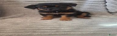 Mixed Breed 3