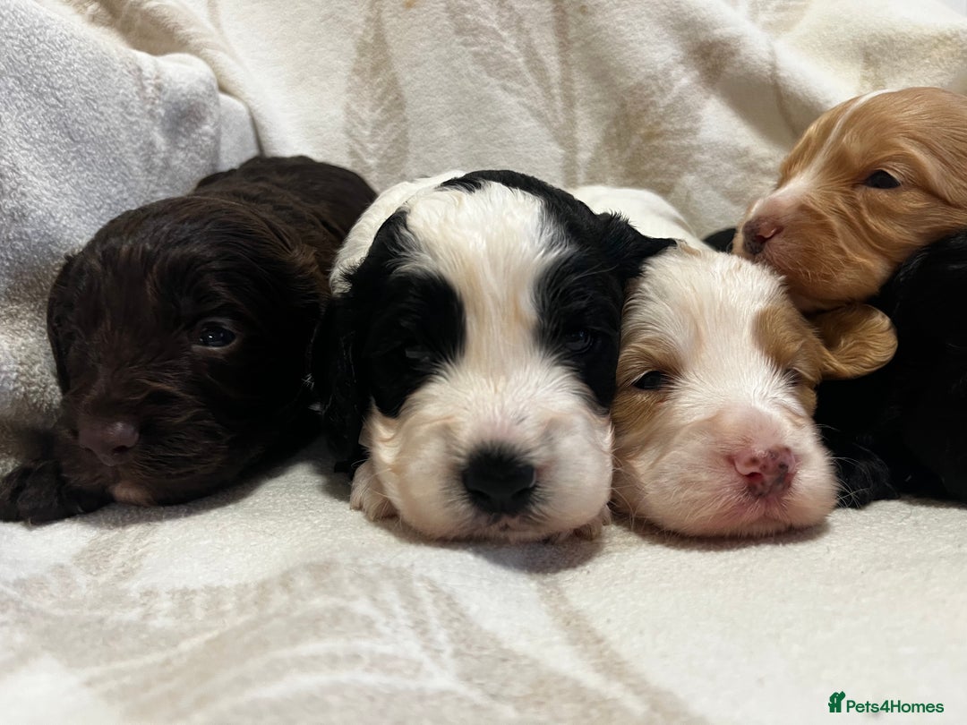 Cockapoo dogs for sale: Beautiful F1 Cockapoos For Sale  - Image 5