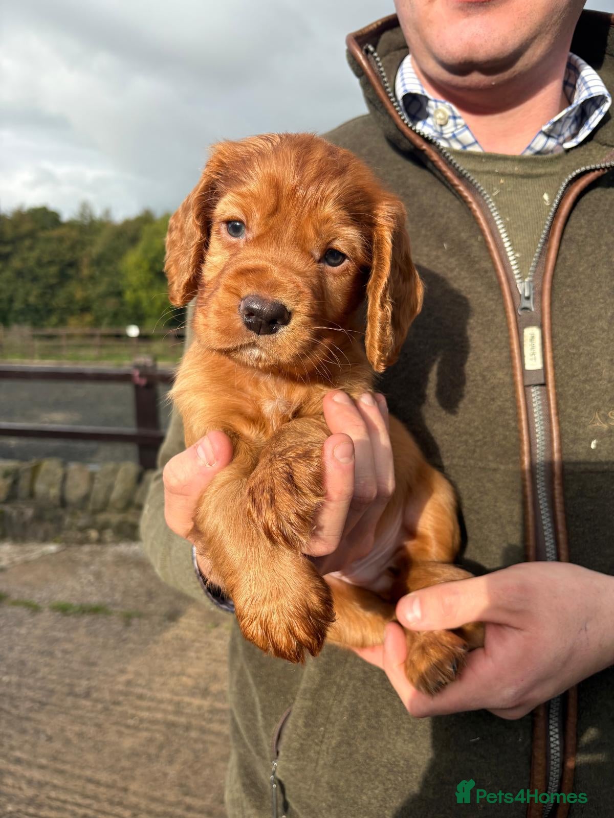 Cocker Spaniel dogs Fully Health Tested KC Reg Working Cocker Spaniels - Advert 10