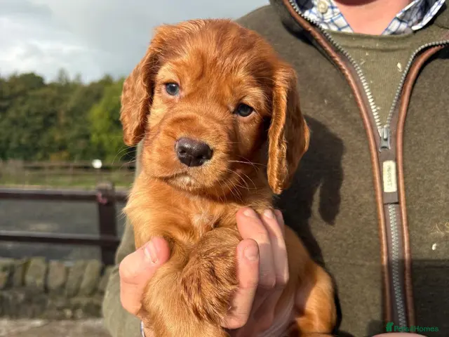 Cocker Spaniel dogs Fully Health Tested KC Reg Working Cocker Spaniels - Advert 21