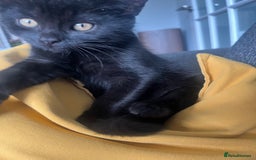 Mixed Breed cats for sale: Cute cuddly Kittens - Image 4