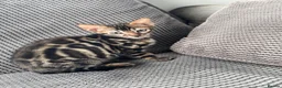 Bengal cats for sale: Full pedigree rosetted bengal kitten -male  - Advert 10