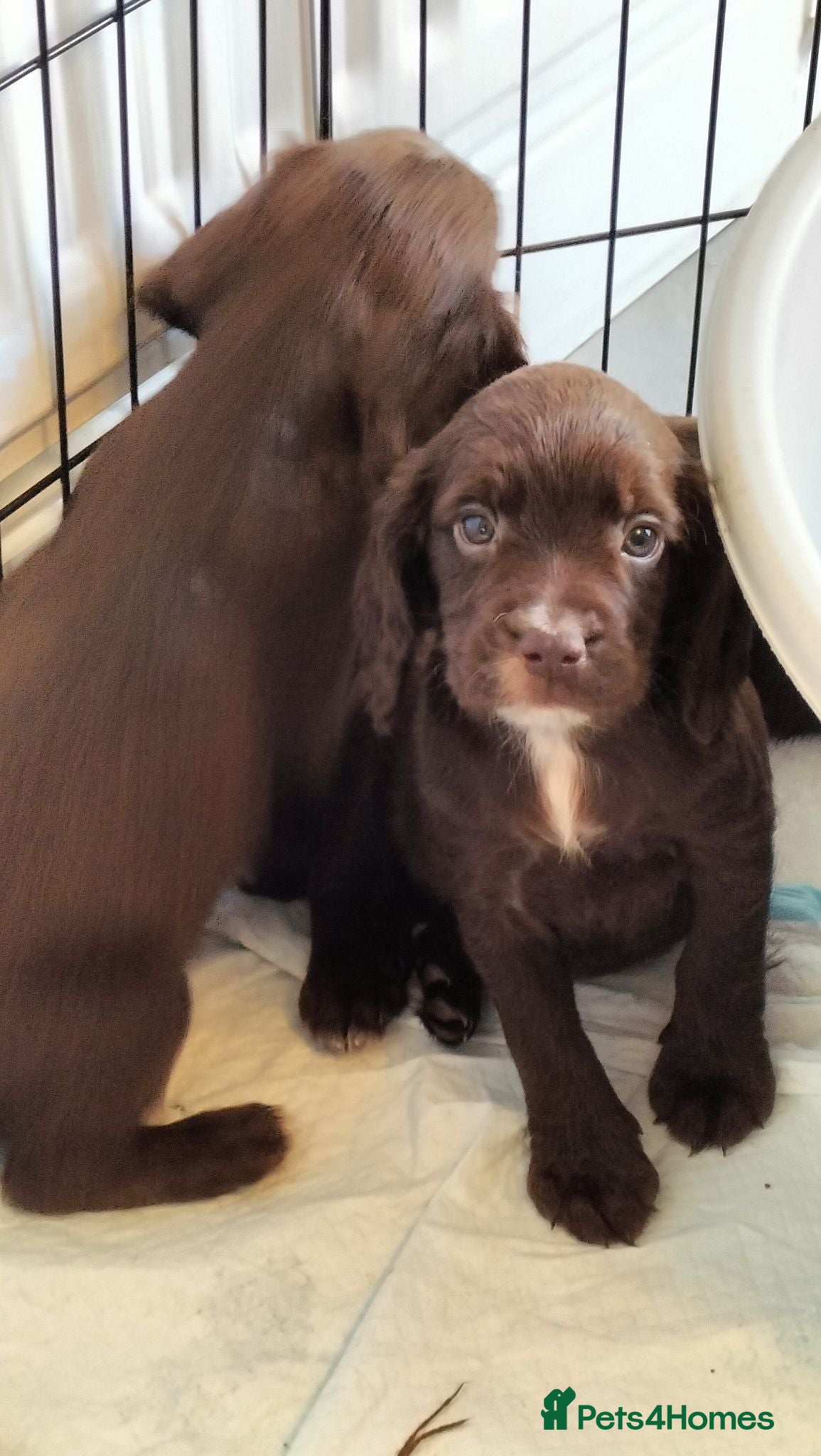 Sprocker dogs Sprocker pups - Advert 2