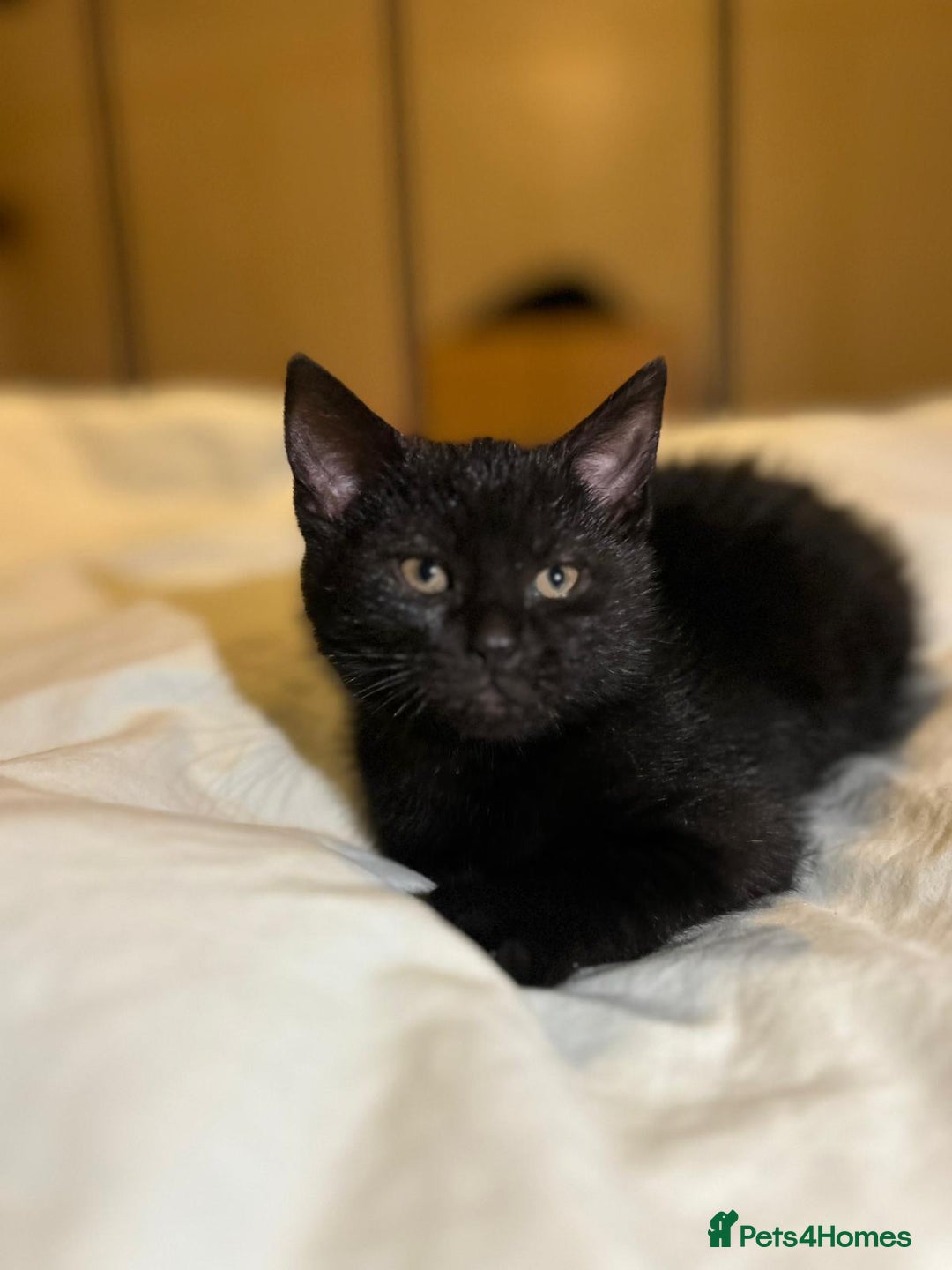 Russian Blue cats for sale: Russian blue kittens  - Advert 5