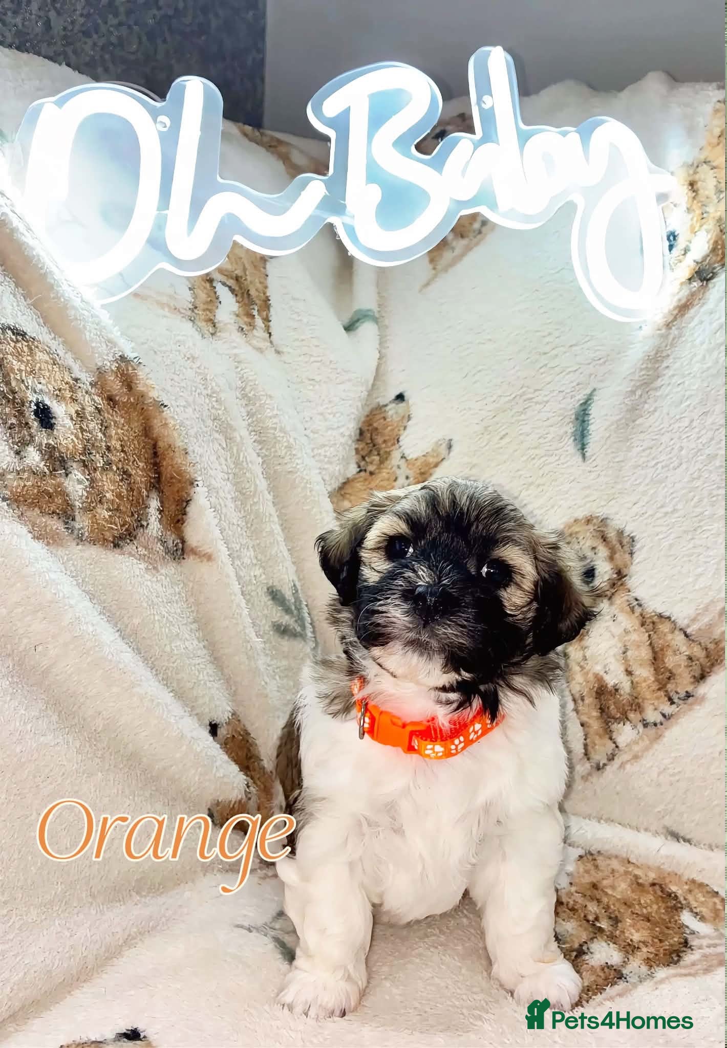 Mixed Breed dogs La chon  - Advert 2