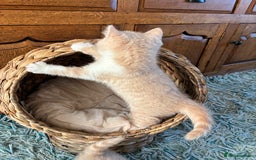 British Shorthair cats for sale: 3 LEFT - TICA BRITISH SHORTHAIRED KITTENS - Image 32