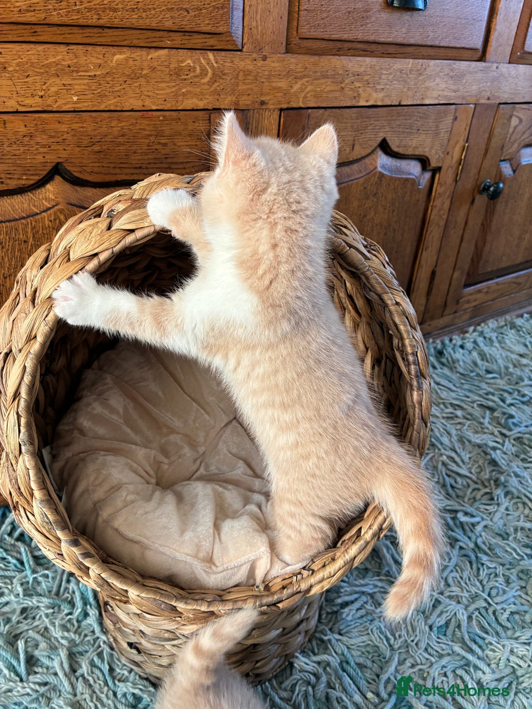 British Shorthair cats for sale: 3 LEFT - TICA BRITISH SHORTHAIRED KITTENS - Image 32
