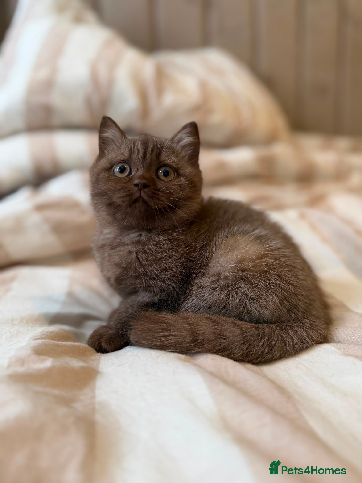 British Shorthair cats    Chocolate British short hair kitten - Advert 2