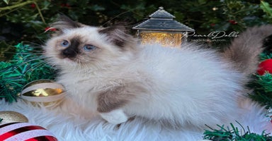 Ragdoll cats 🌸 GCCF Registered 🌸Exceptional Pedigree Ragdolls - Advert 5