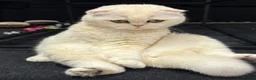 Scottish Fold cats for sale: Scottish fold female 3 years old  in Ipswich - Advert 4