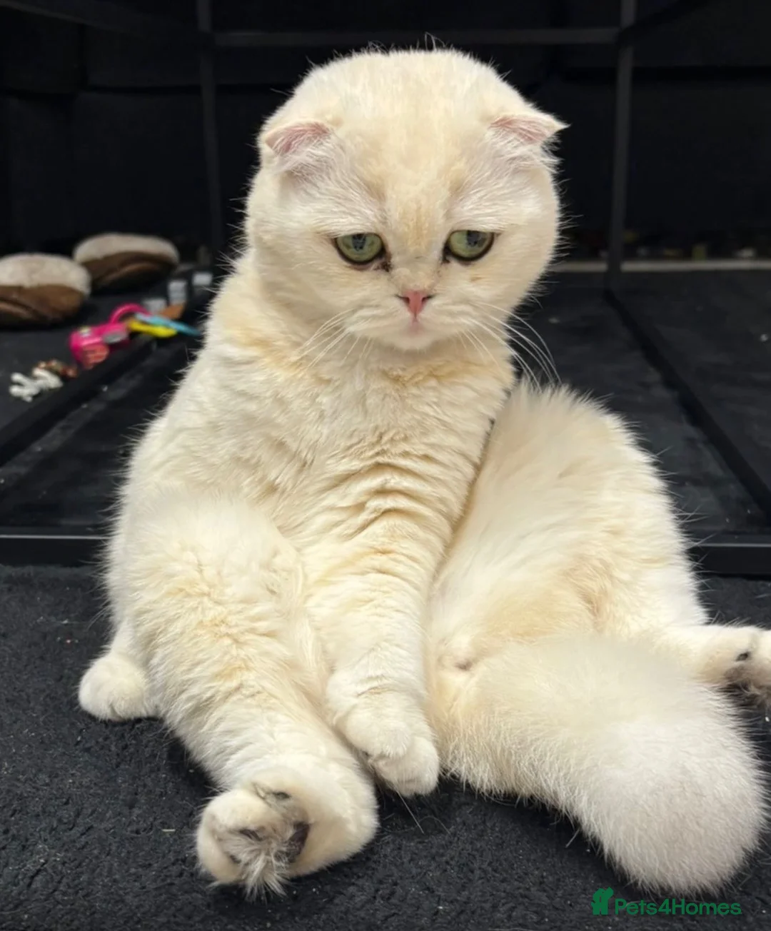Scottish Fold cats for sale: Scottish fold female 3 years old  in Ipswich - Advert 4