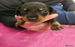 Miniature Dachshund dogs for sale: Miniature dashunds  - Image 12