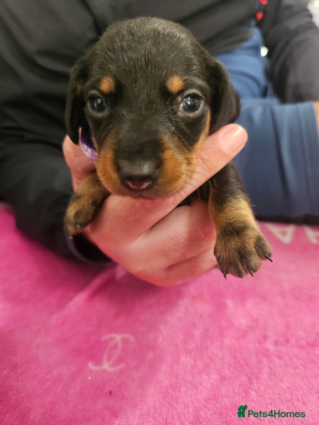 Miniature Dachshund dogs for sale: Miniature dashunds  - Image 12