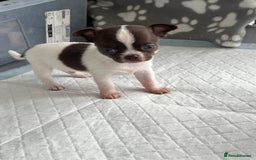 Chihuahua dogs for sale: Chocolate parti chihuahua puppys - Image 24