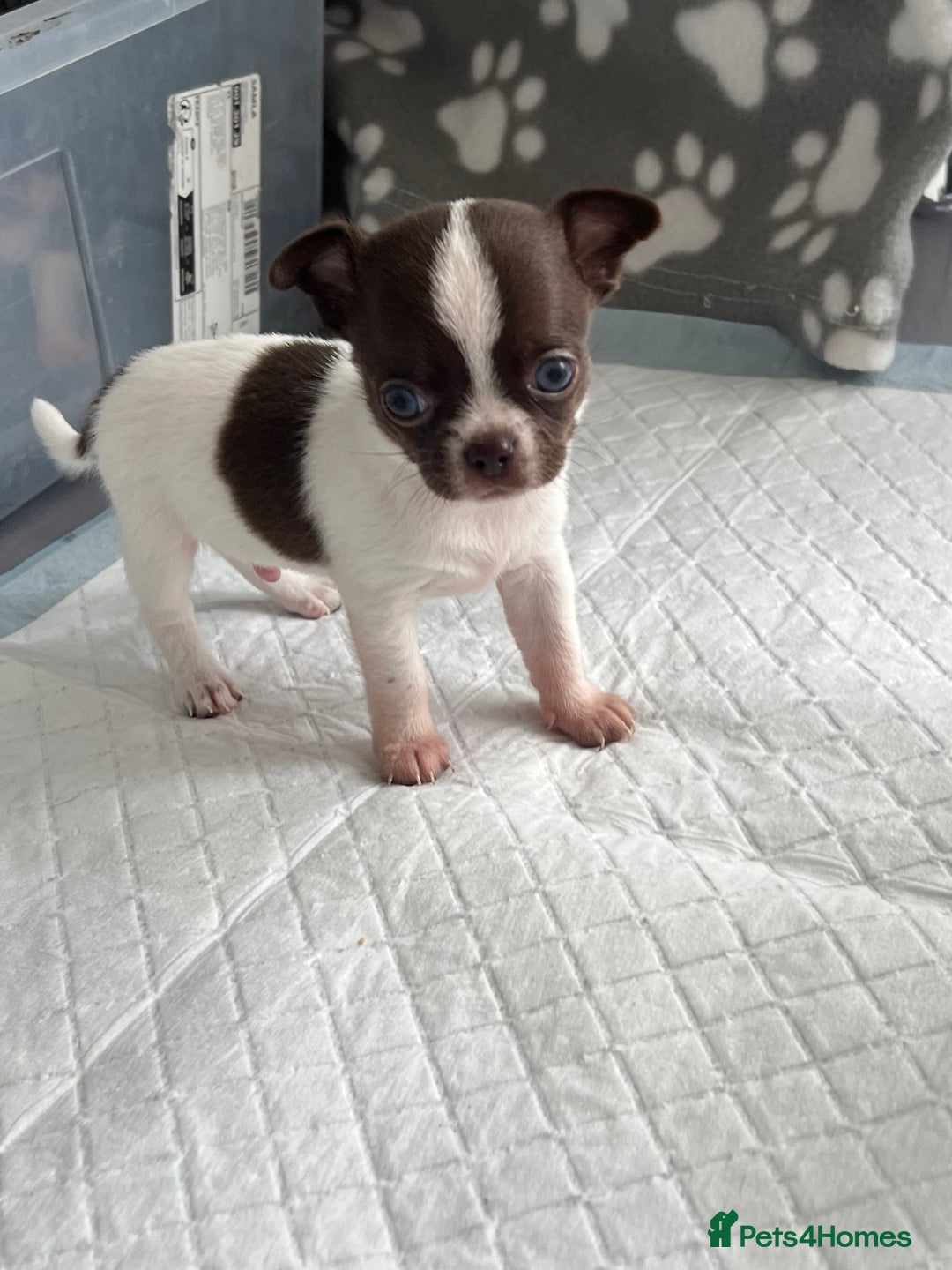 Chihuahua dogs for sale: Chocolate parti chihuahua puppys - Image 24