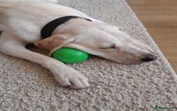Labrador Retriever dogs for sale: Female labrador  - Image 3