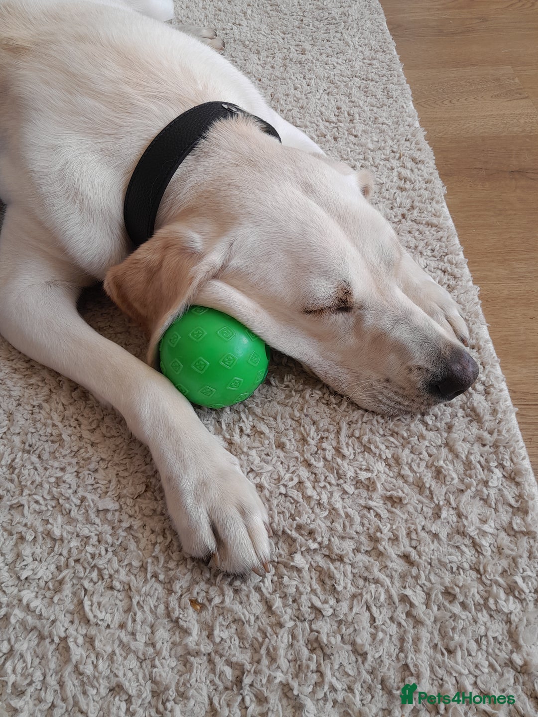 Labrador Retriever dogs for sale: Female labrador  - Image 3