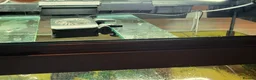 Axolotl reptiles for sale: Axolotls - 2 males and full tank set up in Kilmarnock - Advert 22
