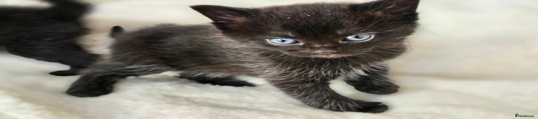 Batgirl Black kitten with white hairs