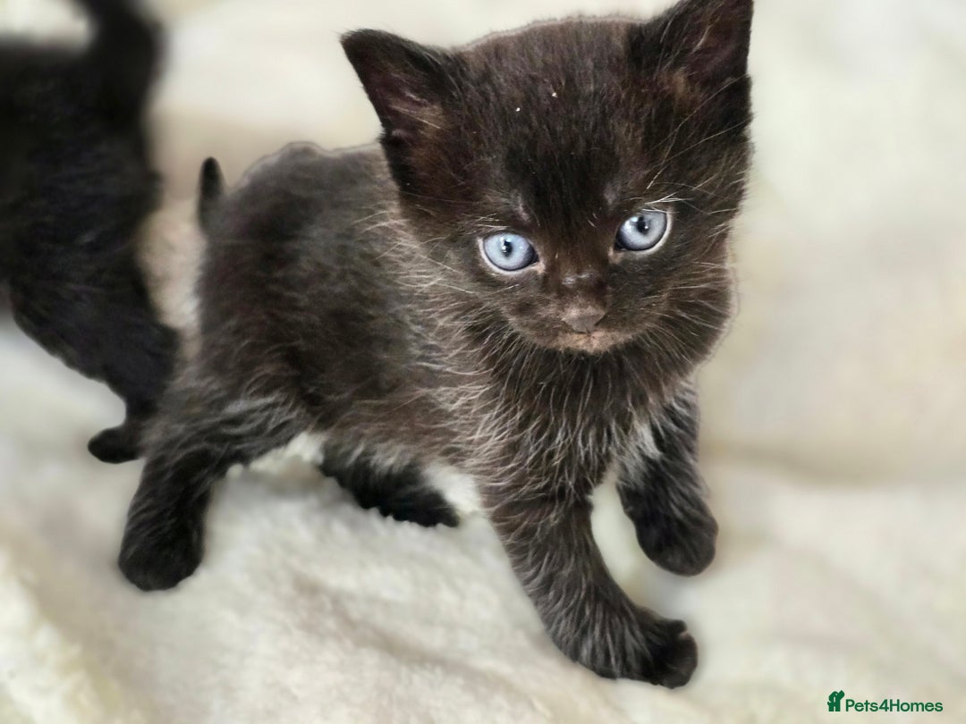 British Shorthair cats for sale: Black and tuxedo baby kittens in Bicester - Image 21