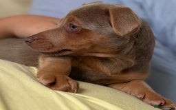 Jack Russell dogs for sale: Jack Russell’s lilac and Tan.  - Image 3