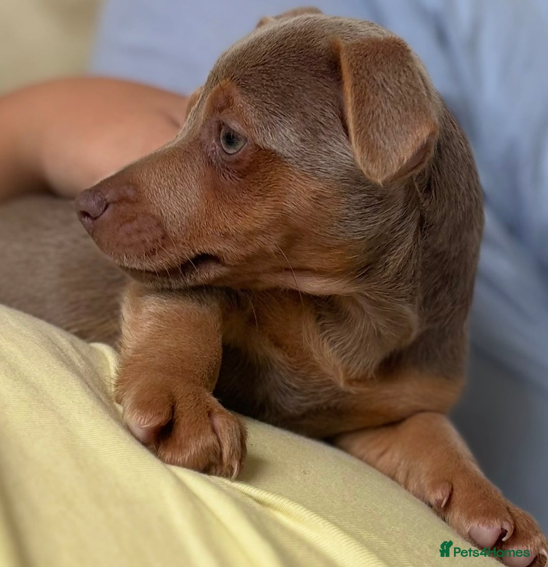 Jack Russell dogs for sale: Jack Russell’s lilac and Tan.  - Image 3