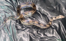 Boa Snake reptiles for sale: Albino Khal Boa Female - full setup, breeder pair - Image 3