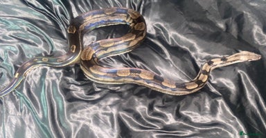 Boa Snake reptiles - Advert 5