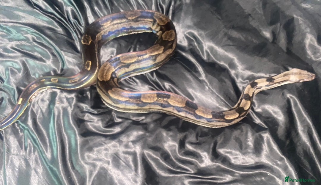 Boa Snake reptiles for sale: Albino Khal Boa Female - full setup, breeder pair - Image 3