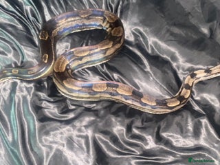 Boa Snake reptiles Stunning Male Boa + Full setup - Advert 6