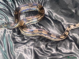 Boa Snake reptiles Stunning Male Boa + Full setup - Advert 2