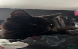 Domestic Shorthair cats for sale: Brother and sister black kittens  - Advert 2