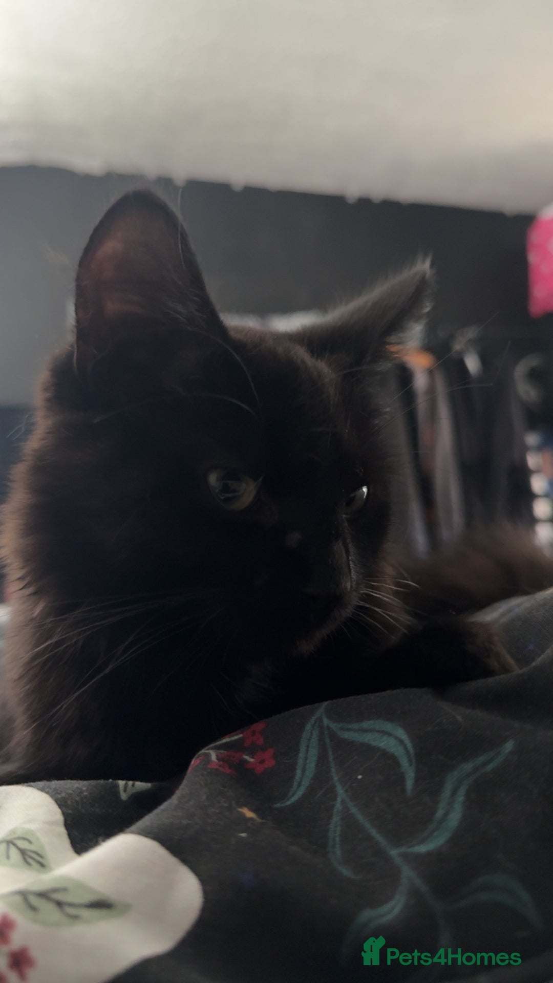 Domestic Shorthair cats for sale: Brother and sister black kittens  - Advert 2