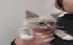 Ragdoll cats for sale: Ragdolls ready for forever homes 😻 2 males left  in Biggar - Image 7