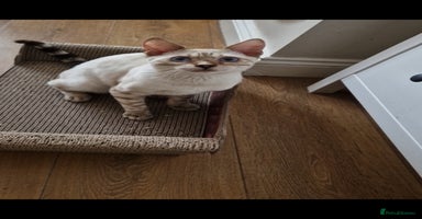 Bengal cats - Advert 16