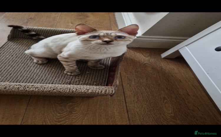 Bengal cats - Advert 2