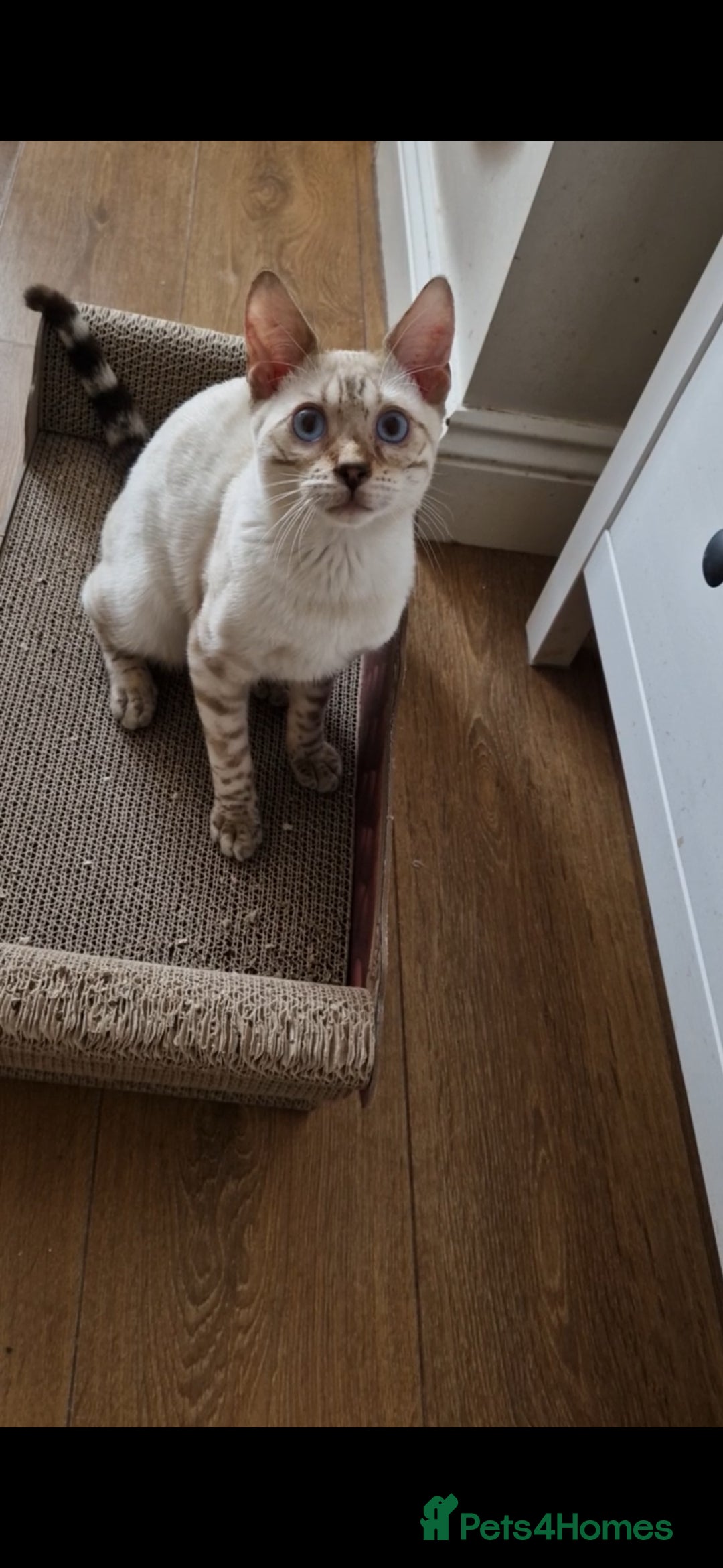 Bengal cats for sale: Purebred Bengal boy whit blue eyes 💙 - Image 2