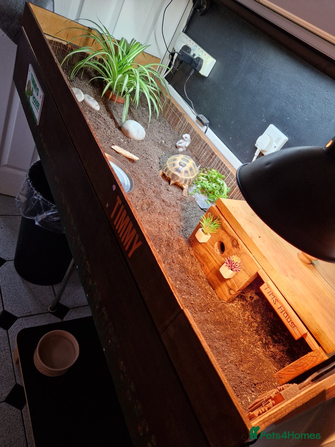 Tortoise reptiles for sale: Horsefield Tortoise - Advert 3