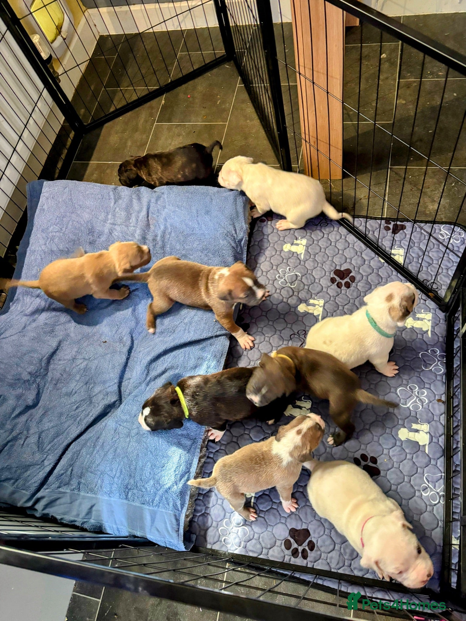 Mixed Breed dogs NEW VIDEOS ADDED Cane corso/Ambull/Amstaffpuppies  - Advert 1