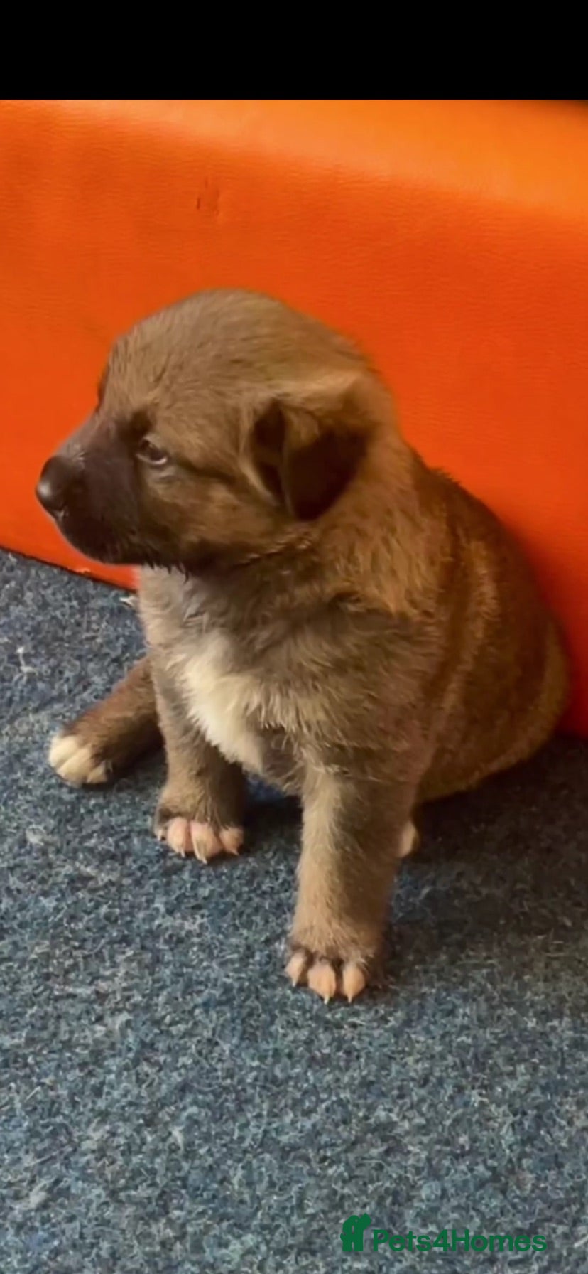 Mixed Breed dogs Cutest pups - Advert 3