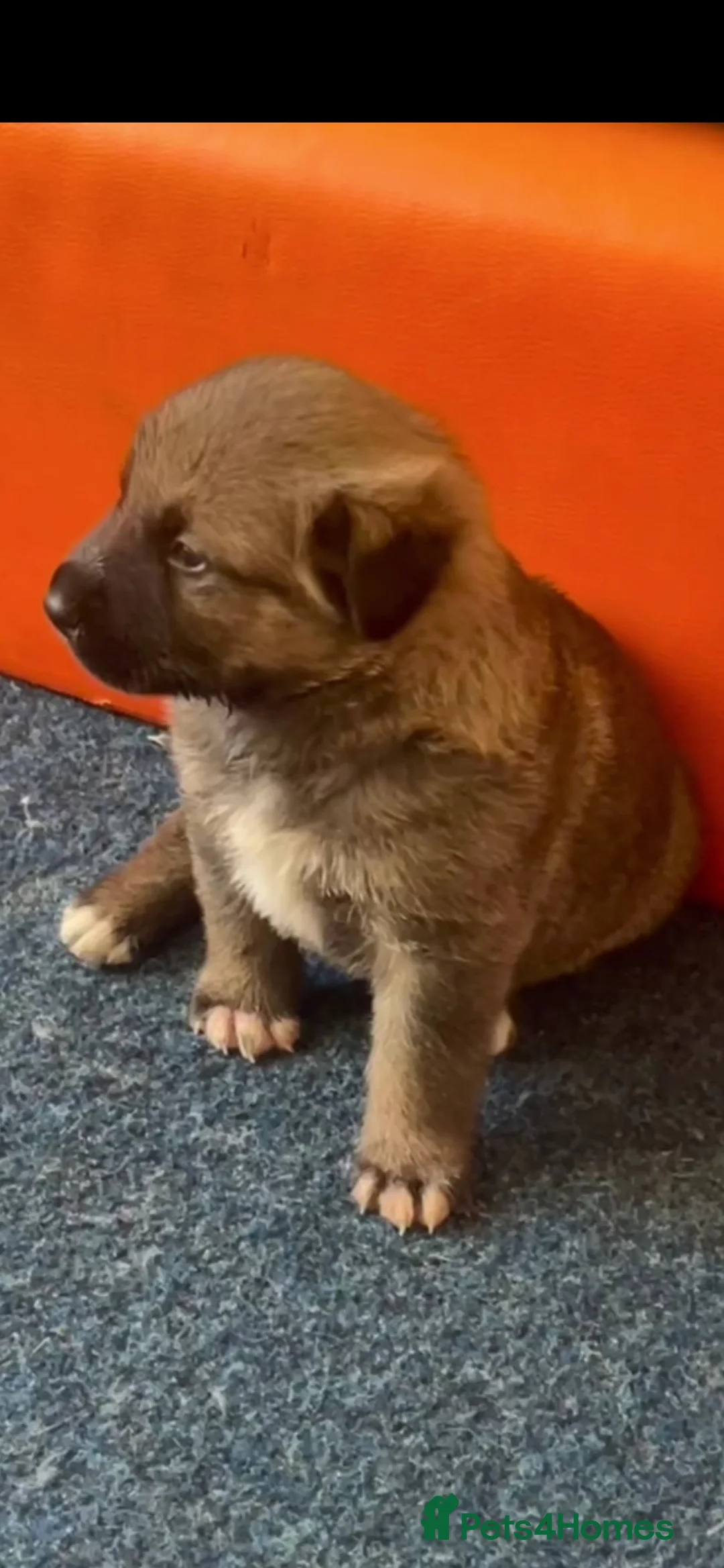 Mixed Breed dogs for sale: Cutest pups in Hull - Advert 1