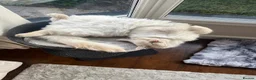 Ragdoll cats for sale: Male Ragdoll cat (neutered) 10 months  in Hartlepool - Advert 3
