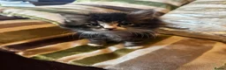 Mixed Breed cats for sale: Stunning kittens ready now  - Advert 7