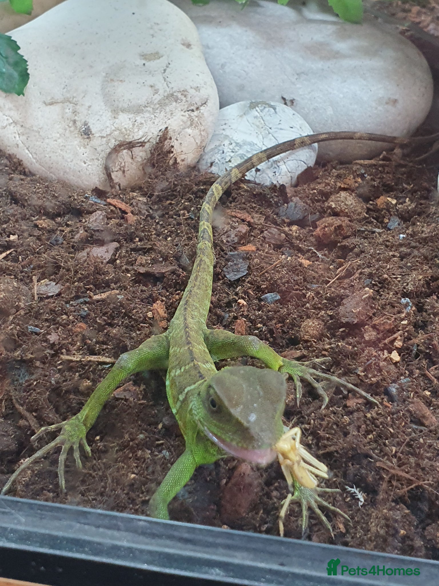 Dragon reptiles Water Dragon - Advert 1