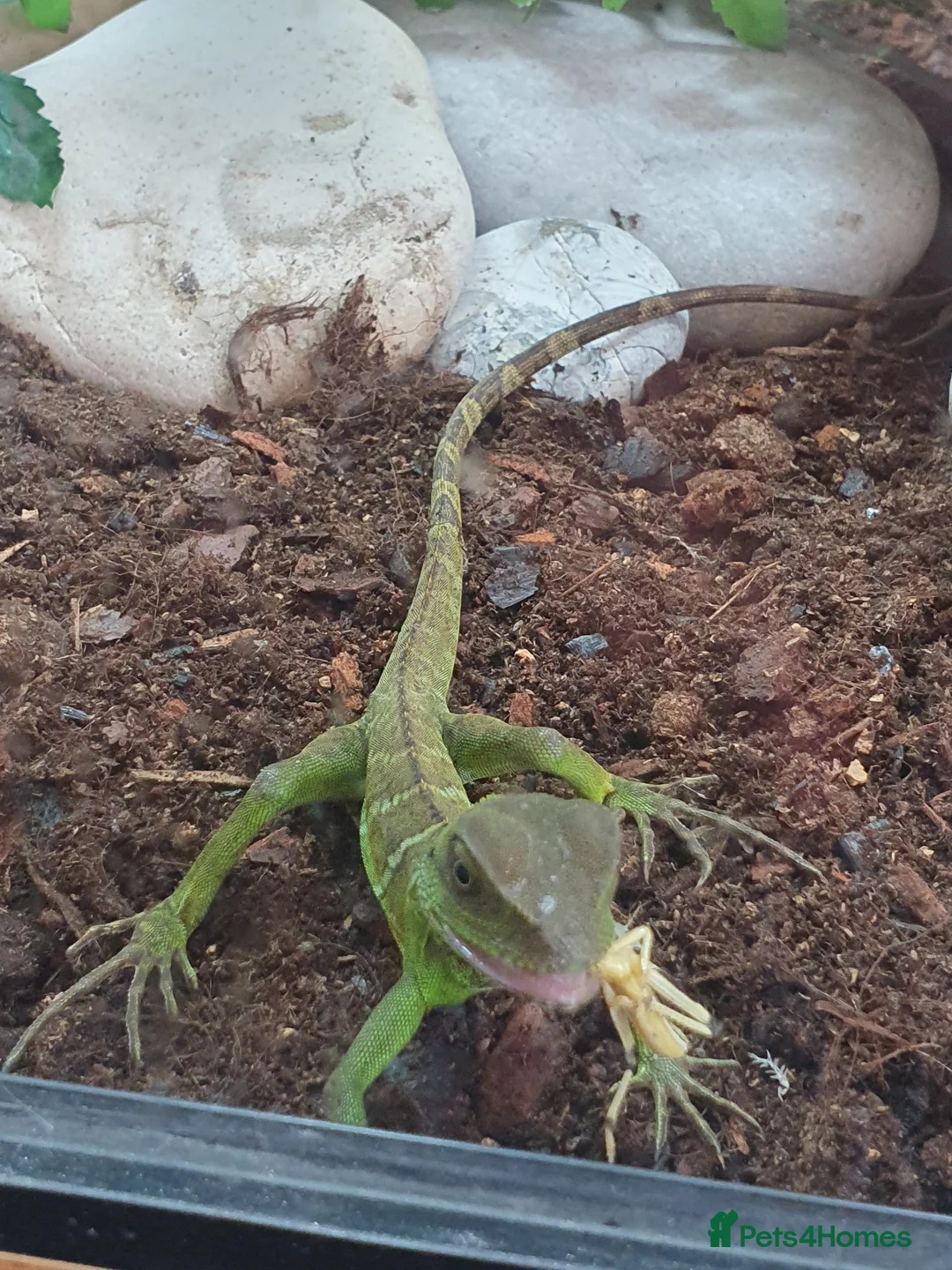 Dragon reptiles for sale: Water Dragon in Salford - Advert 1