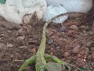 Dragon reptiles Water Dragon - Advert 1