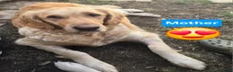 Golden Retriever dogs for sale: Gorgeous Golden Retriever Puppies KC Registered  - Advert 18