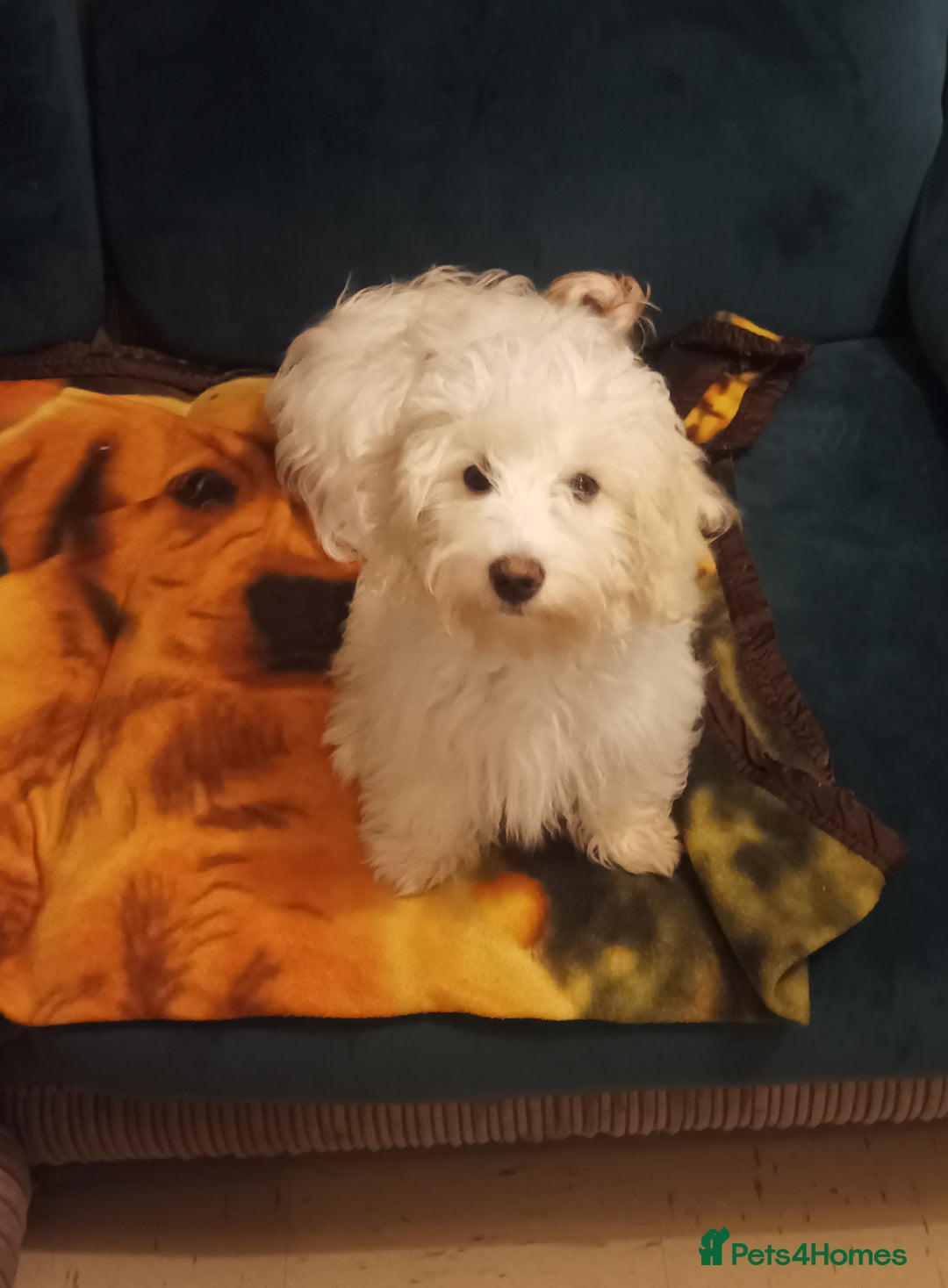 Maltipoo dogs for sale: Beautiful Maltipoo puppies  - Advert 11