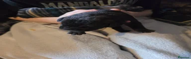 Cane Corso 1